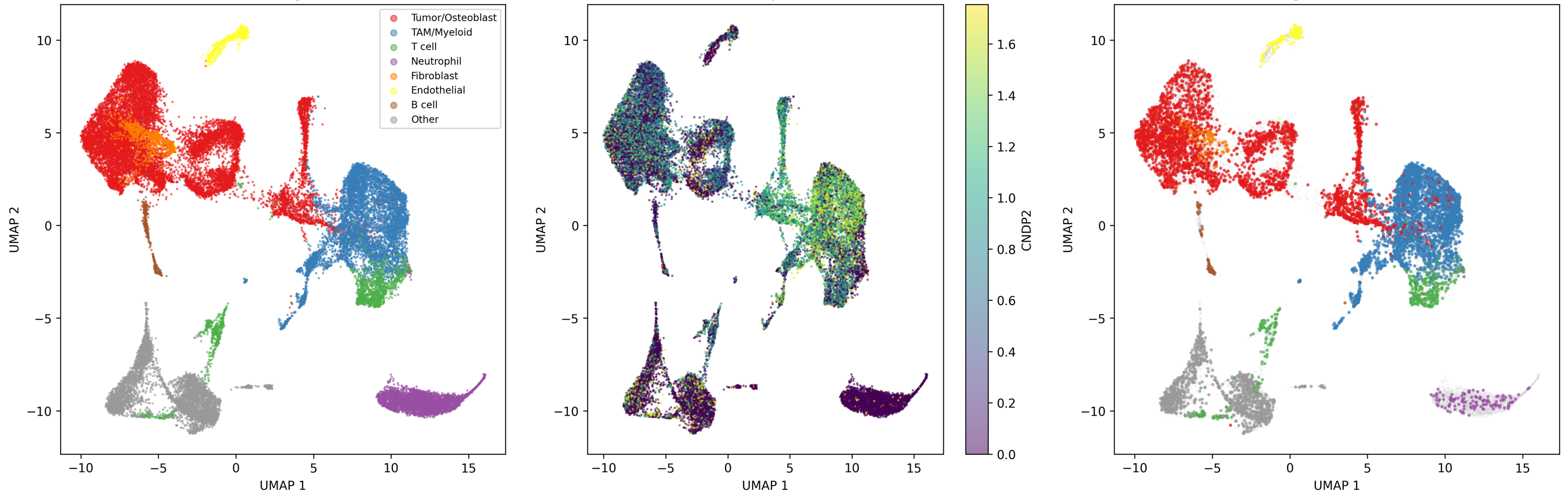 Single-cell RNA sequencing overview of the tumor microenvironment in canine osteosarcoma