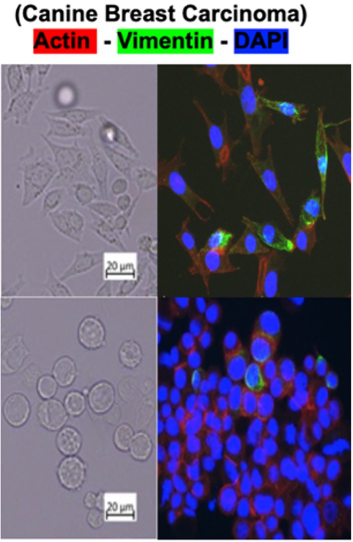 Canine breast carcinoma microscopy panels showing actin, vimentin, and DAPI staining